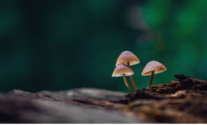 Skogsbad och hallucinogena svampar – recept mot depression?